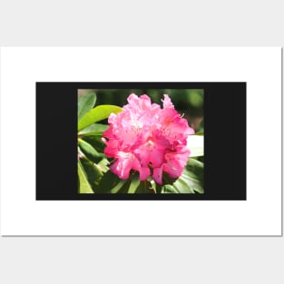 Pretty Rhododendron Posters and Art